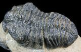 Calymene (With Shell) Trilobite - Tazarine, Morocco #56045-2